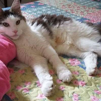 Veja alguns dos cães e gatos que já estão participando do #MostreABarriguinha!