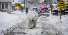 Foto: (Imagem sem texto alternativo disponivel ID [2734101])