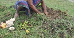 O indiano que plantou uma floresta sozinho