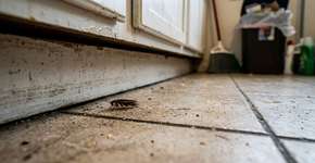 Como manter as baratas longe de sua casa para sempre?