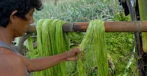 Foto: (Imagem sem texto alternativo disponivel ID [1831825])