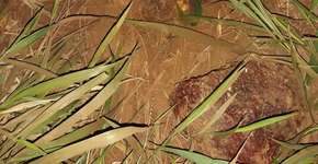 Foto: (Divulgação)