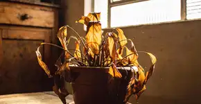 Foto: (Imagem sem texto alternativo disponivel ID [2677322])