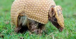 Foto: (Imagem sem texto alternativo disponivel ID [1896811])