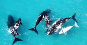 Que tal safári no mar com baleias, tubarões e orcas na África?