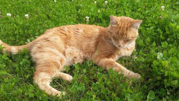 Crédito: Reprodução