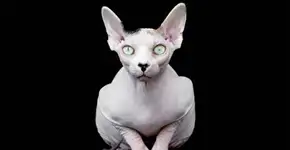 Fotógrafa registra a beleza dos gatos Sphynx