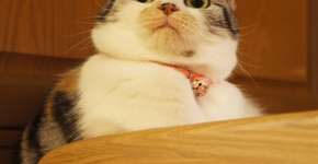 25 gatos que resumem de forma exata a sua vida no trabalho