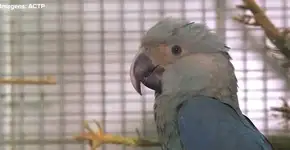 Vindas da Alemanha, araras-azuis chegam ao Brasil