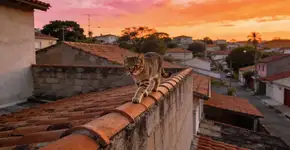 Foto: (Imagem sem texto alternativo disponivel ID [2682755])