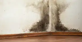 Você nunca mais vai comprar antimofo depois desta dica caseira