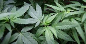 Foto: (Imagem sem texto alternativo disponivel ID [1868549])