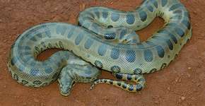 Pesquisadores identificaram nova espécie de cobra gigante na Amazônia