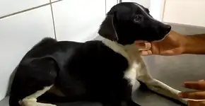Tutora acusa clínica de fazer cirurgia em cachorra sem anestesia