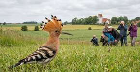 Pássaro raro e colorido atrai a atenção