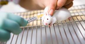 Nova técnica cura câncer de mama em ratos em duas semanas