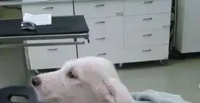 Cachorra abandonada tem a vida transformada ao ser adotada