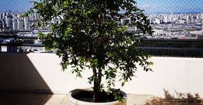 Foto: (Imagem sem texto alternativo disponivel ID [1837025])