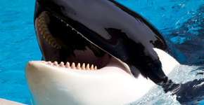 Foto: (Imagem sem texto alternativo disponivel ID [893109])