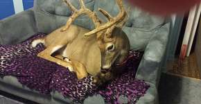 Foto: (Imagem sem texto alternativo disponivel ID [960624])