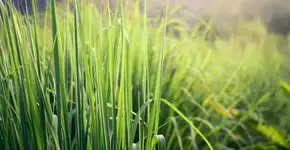 Foto: (Imagem sem texto alternativo disponivel ID [2593505])