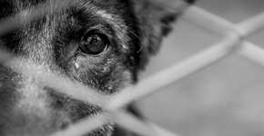 Cachorros abandonados são mortos em cidades da Copa na Rússia