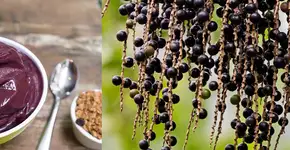 Conheça 5 receitas com o Açaí da Mata Atlântica, um alimento nutritivo e sustentável
