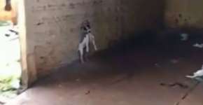 Homem é preso após amarrar cachorro dentro de casa