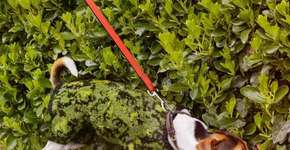 Foto: (Imagem sem texto alternativo disponivel ID [1864402])