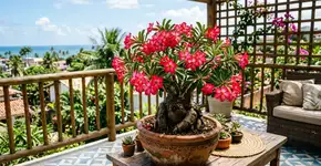 Conselhos essenciais para famílias que cultivam rosa do deserto