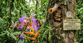 Pela primeira vez na trajetória jurídica global um país reconheceu os direitos legais de insetos e são as abelhas sem ferrão da Amazônia peruana que dão o passo inicial rumo a um novo sistema de coexistência entre a natureza e a lei