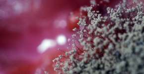 Foto: (BobYue/istock)