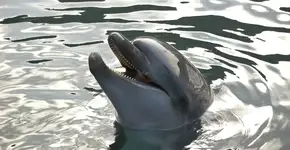 Golfinhos ‘sorriem’ quando estão brincando, revela a ciência