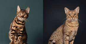 Foto: (Imagem sem texto alternativo disponivel ID [2600862])