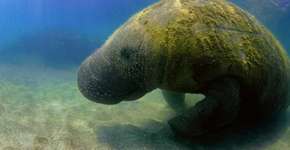 Peixe-boi-marinho é monitorado com tecnologia brasileira inédita