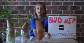 Lição de casa vira experimento sobre alimentação orgânica