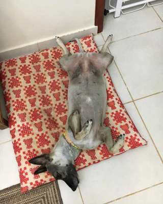 Veja alguns dos cães e gatos que já estão participando do #MostreABarriguinha!