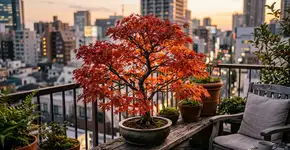 Uma árvore com cheiro de outono que pode ser cultivada em vaso.