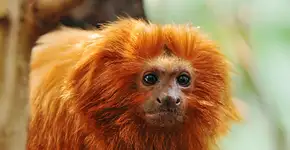 Biodiversidade e crescimento urbano na Estação Ciência