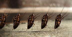 Foto: (Imagem sem texto alternativo disponivel ID [1129105])