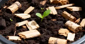 Não é por beleza: Por que é recomendado colocar rolhas na terra das plantas e para que servem