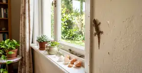 Como se livrar de lagartos sem matá-los: Remédios caseiros simples que funcionam