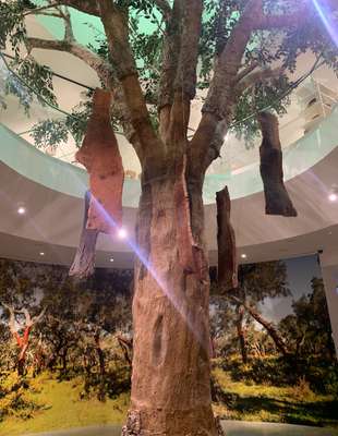 Réplica do Sobreiro, a árvore da qual se extrai a cortiça