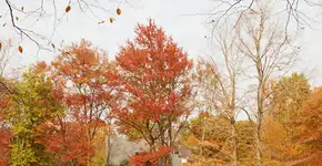 A casa “viva” de Greenwich