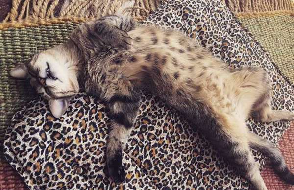 Veja alguns dos cães e gatos que já estão participando do #MostreABarriguinha!