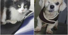 Foto: (Imagem sem texto alternativo disponivel ID [984301])