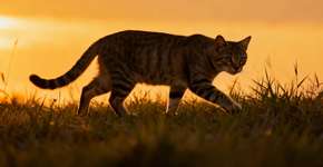 O segredo das patas dos gatos que garante um andar silencioso