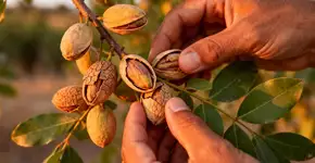 Como planta sua própria árvore de pistache: Com que frequência regá-la e quando ela produzirá os primeiros frutos