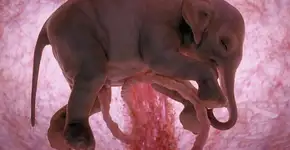 Foto: (Imagem sem texto alternativo disponivel ID [566803])