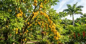 Abundância sem fim: a doce carambola está conquistando os jardins